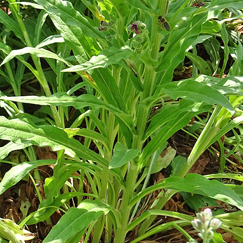 Echte Hundszunge / Cynoglossum officinale