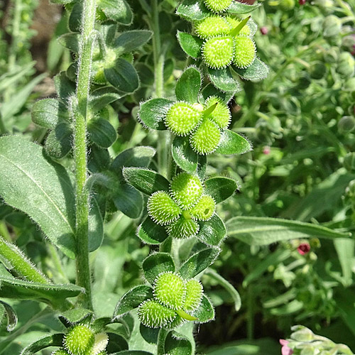 Echte Hundszunge / Cynoglossum officinale