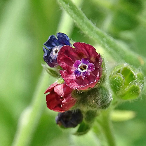 Echte Hundszunge / Cynoglossum officinale