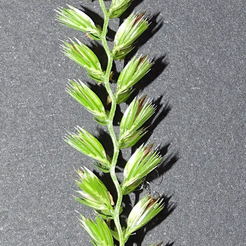 Wiesen-Kammgras / Cynosurus cristatus