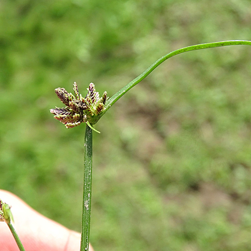 Schwarzbraunes Zypergras / Cyperus fuscus