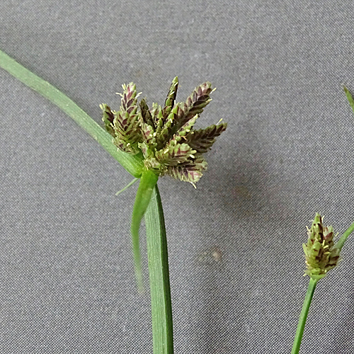 Schwarzbraunes Zypergras / Cyperus fuscus