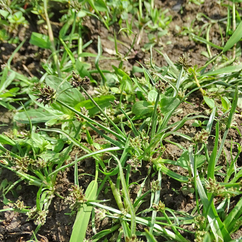 Schwarzbraunes Zypergras / Cyperus fuscus