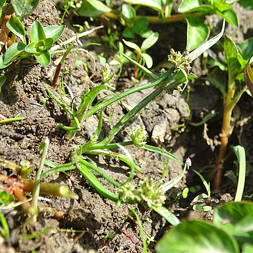 Schwarzbraunes Zypergras / Cyperus fuscus