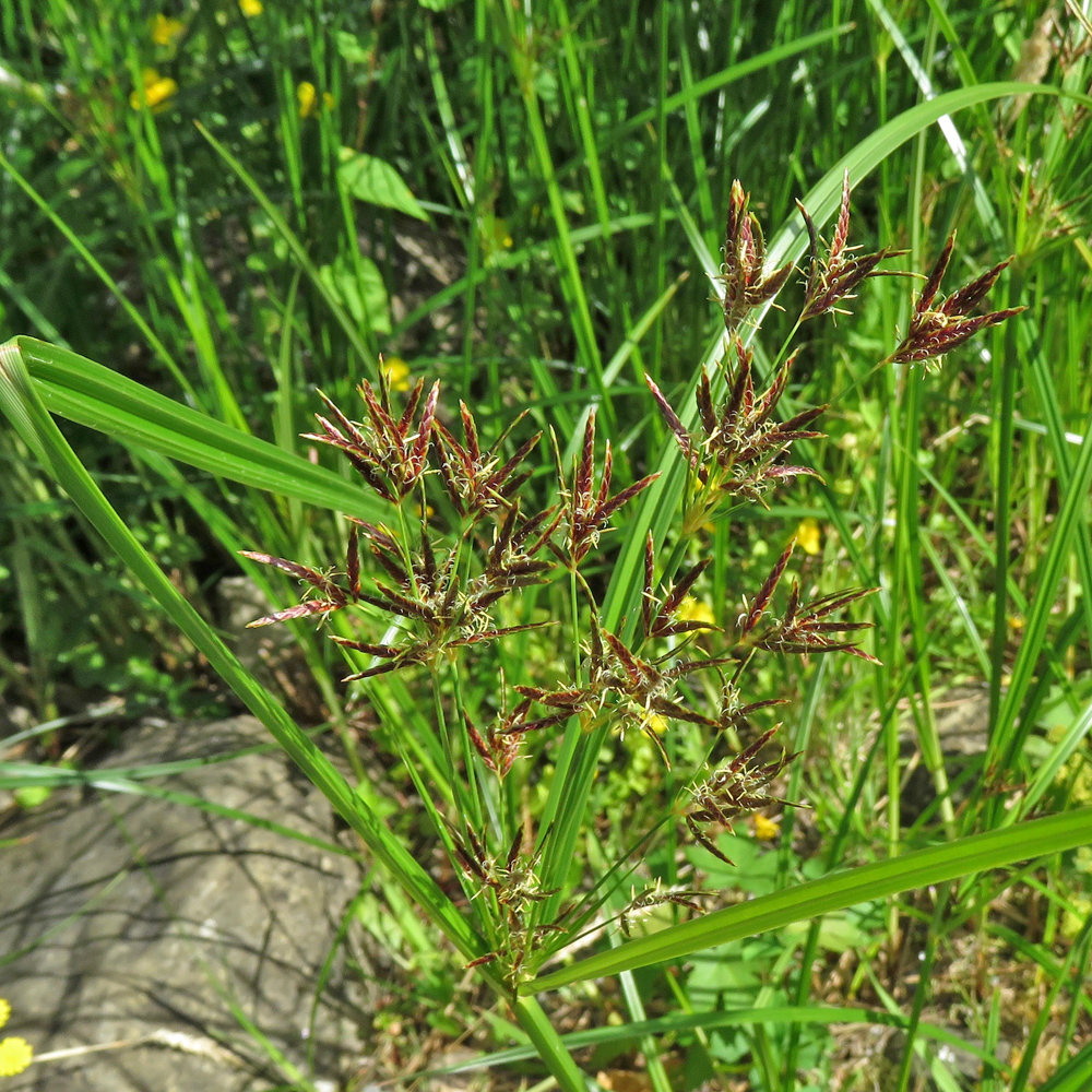 Langästiges Zypergras / Cyperus longus
