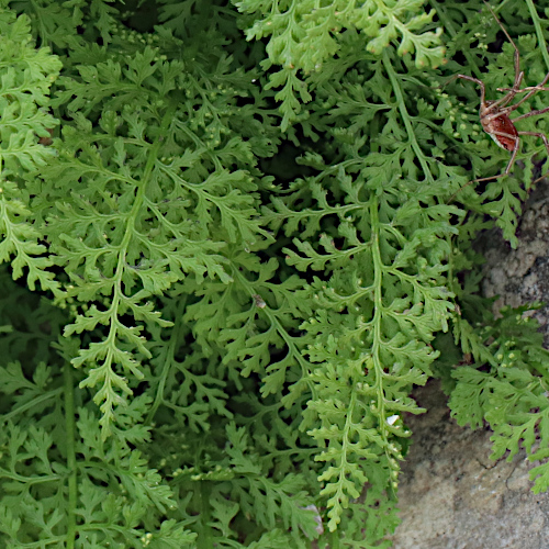 Alpen-Blasenfarn / Cystopteris alpina