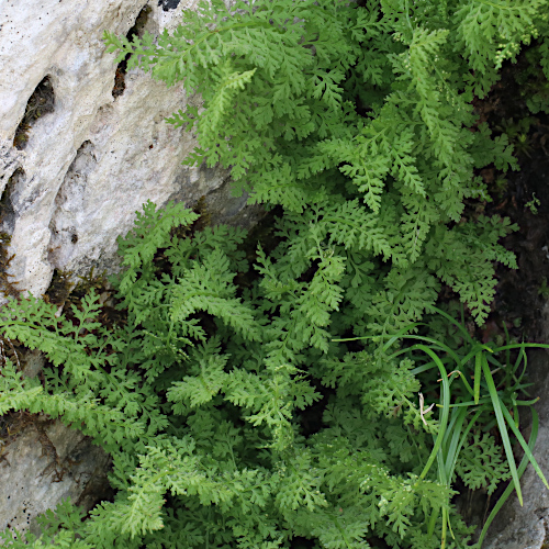 Alpen-Blasenfarn / Cystopteris alpina