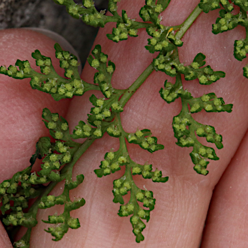 Alpen-Blasenfarn / Cystopteris alpina