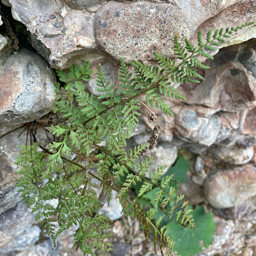 Zerbrechlicher Blasenfarn / Cystopteris fragilis