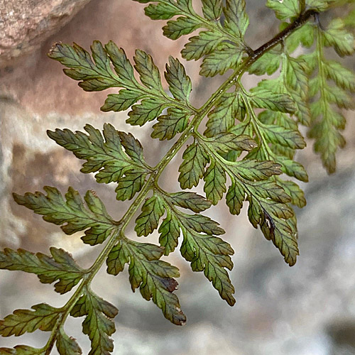 Zerbrechlicher Blasenfarn / Cystopteris fragilis