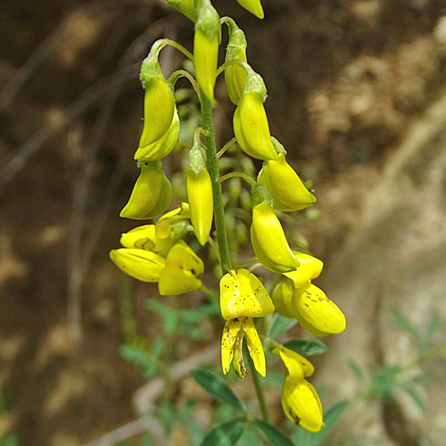 Schwarzwerdender Geissklee / Cytisus nigricans