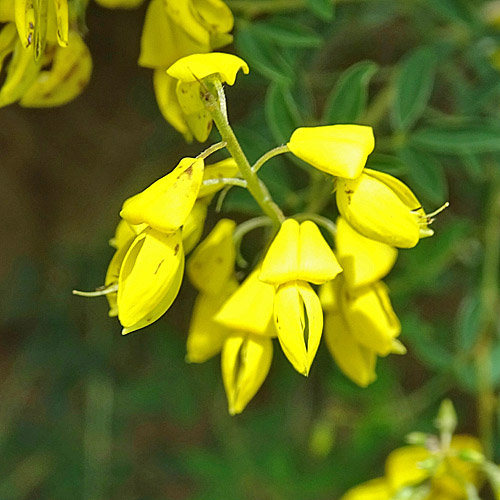 Schwarzwerdender Geissklee / Cytisus nigricans