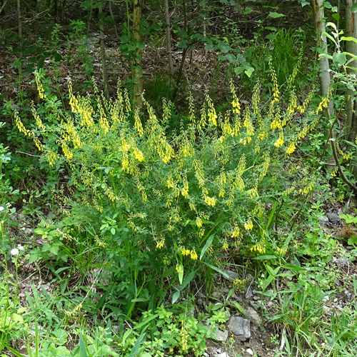 Schwarzwerdender Geissklee / Cytisus nigricans