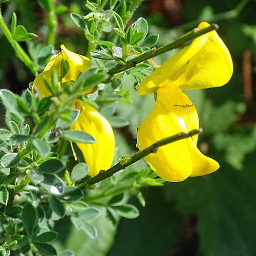 Besenginster / Cytisus scoparius