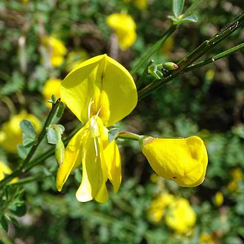 Besenginster / Cytisus scoparius