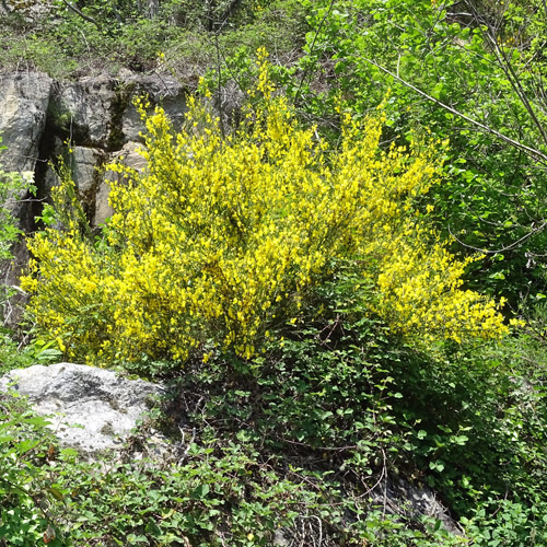 Besenginster / Cytisus scoparius