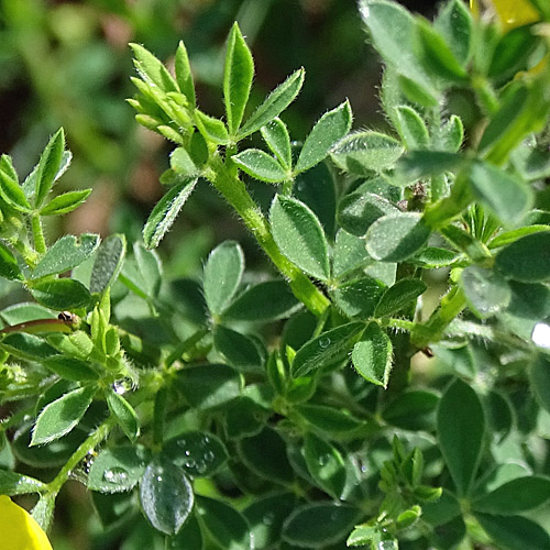 Besenginster / Cytisus scoparius