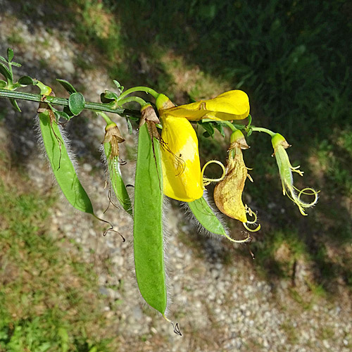 Besenginster / Cytisus scoparius