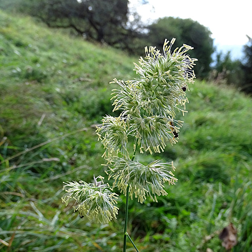 Wiesen-Knäuelgras / Dactylis glomerata