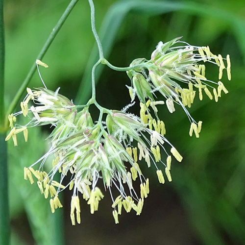 Wiesen-Knäuelgras / Dactylis glomerata