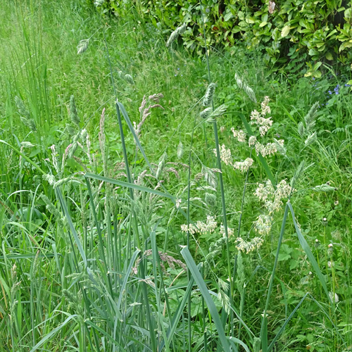 Wiesen-Knäuelgras / Dactylis glomerata