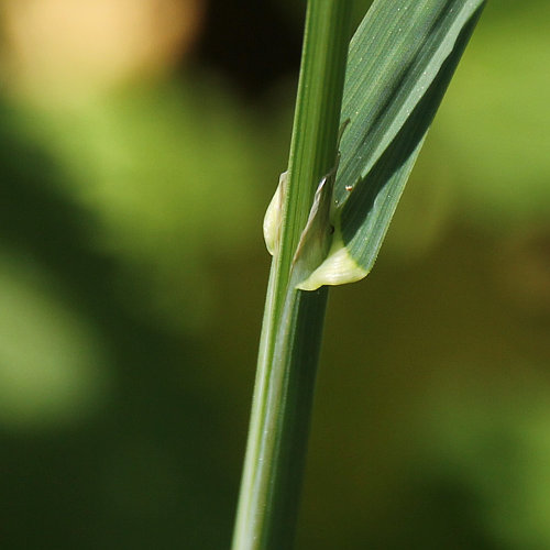 Wiesen-Knäuelgras / Dactylis glomerata