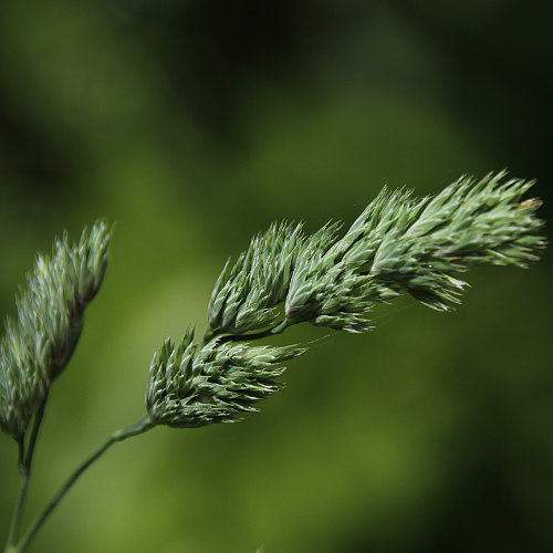 Wiesen-Knäuelgras / Dactylis glomerata