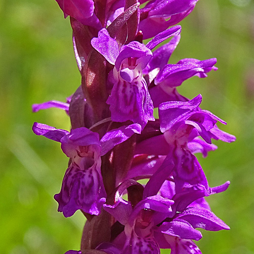 Blutrote Fingerwurz / Dactylorhiza cruenta