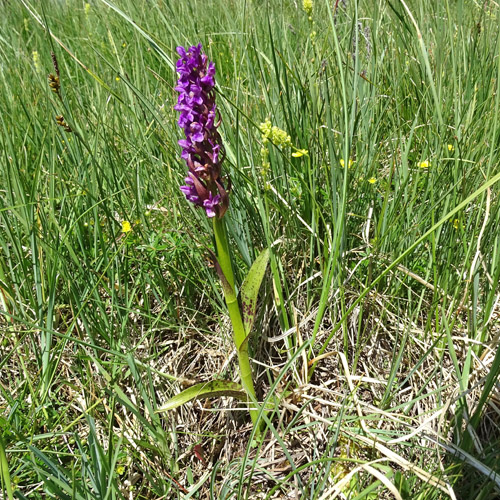 Blutrote Fingerwurz / Dactylorhiza cruenta