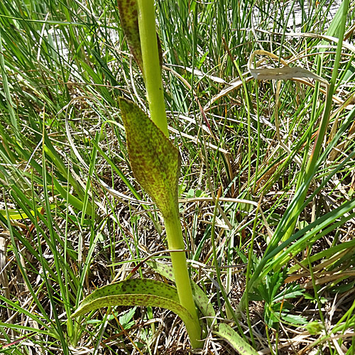 Blutrote Fingerwurz / Dactylorhiza cruenta