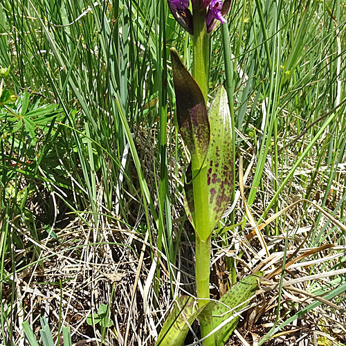 Blutrote Fingerwurz / Dactylorhiza cruenta