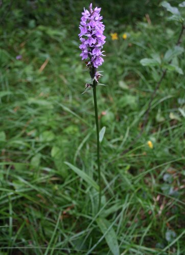 Fuchs' Fingerwurz / Dactylorhiza maculata ssp. fuchsii