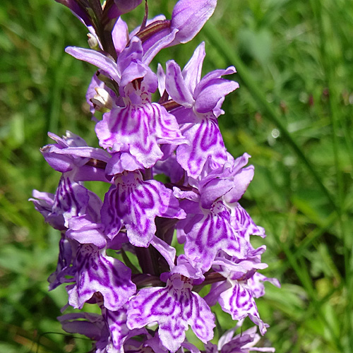 Fuchs' Fingerwurz / Dactylorhiza maculata ssp. fuchsii