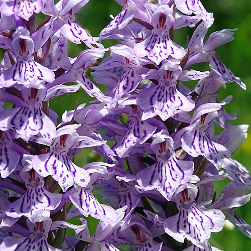 Fuchs' Fingerwurz / Dactylorhiza maculata ssp. fuchsii