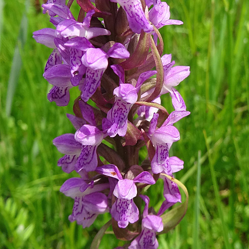 Fleischrote Fingerwurz / Dactylorhiza incarnata