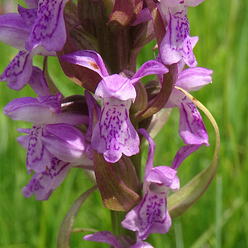 Fleischrote Fingerwurz / Dactylorhiza incarnata