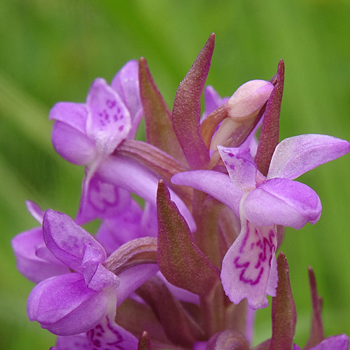 Fleischrote Fingerwurz / Dactylorhiza incarnata