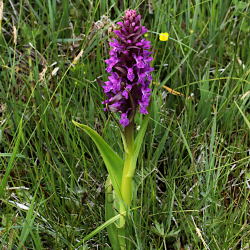 Fleischrote Fingerwurz / Dactylorhiza incarnata