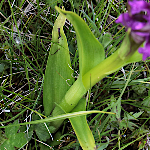 Fleischrote Fingerwurz / Dactylorhiza incarnata