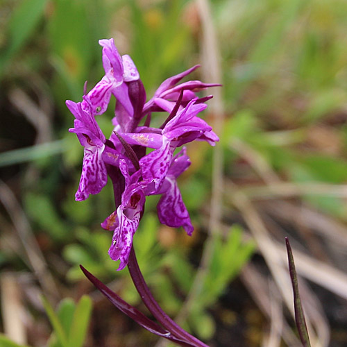 Lappländische Fingerwurz / Dactylorhiza lapponica