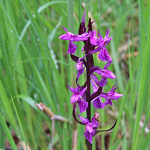 Lappländische Fingerwurz / Dactylorhiza lapponica