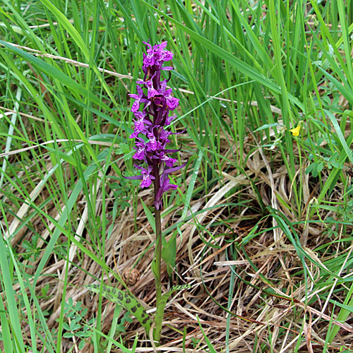 Lappländische Fingerwurz / Dactylorhiza lapponica