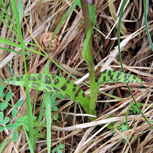 Lappländische Fingerwurz / Dactylorhiza lapponica