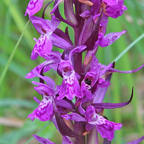 Lappländische Fingerwurz / Dactylorhiza lapponica