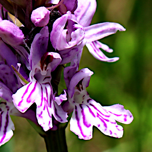 Fuchs' Fingerwurz / Dactylorhiza maculata ssp. fuchsii