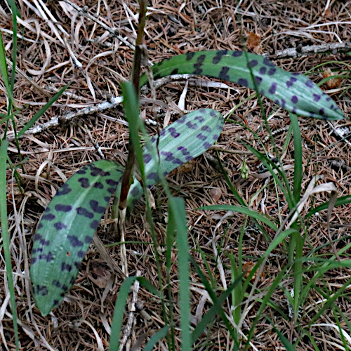 Fuchs' Fingerwurz / Dactylorhiza maculata ssp. fuchsii