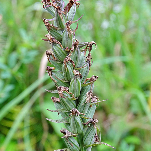 Fuchs' Fingerwurz / Dactylorhiza maculata ssp. fuchsii