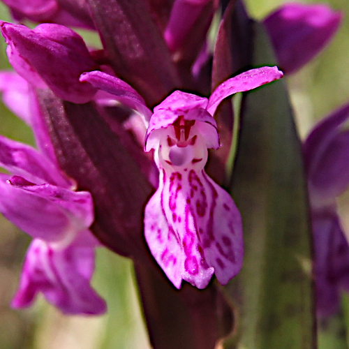 Breitblättrige Fingerwurz / Dactylorhiza majalis