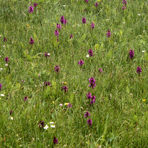 Breitblättrige Fingerwurz / Dactylorhiza majalis