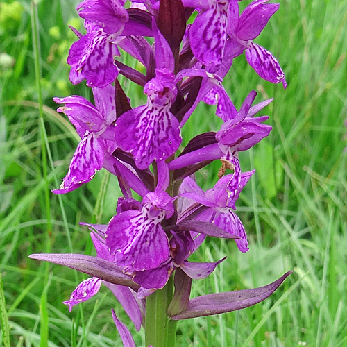 Breitblättrige Fingerwurz / Dactylorhiza majalis